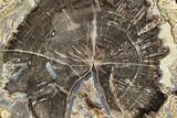 Petrified Wood (Schinoxylon) Slab - Blue Forest, Wyoming #125652-1